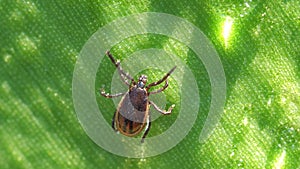 Ixodid tick crawls on a leaf or blade of grass