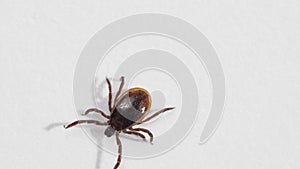 Ixodid tick crawls on a white background