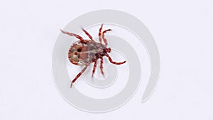 Ixodid tick crawls on white background. Infectious disease carrier, terrible blood sucking crawling bug.