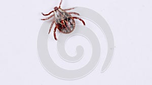 Ixodid tick crawls on white background. Infectious disease carrier, terrible blood sucking crawling bug.