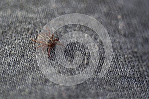 Ixodid tick creeps on gray fabric