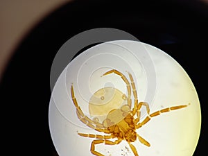 Ixodid tick under a microscope.