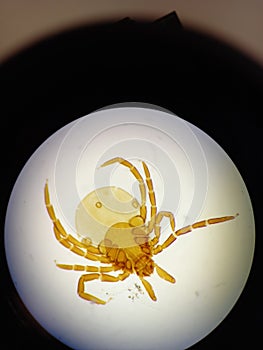 Ixodid tick under a microscope.