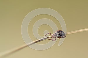 Ixodid tick waiting for a victim