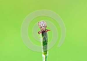 Ixodidae hard tick sitting on grass tip in green background