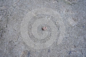 Ixodidae tick, fattened parasite mite on stone, Parasitoform mite