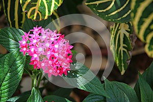 Ixora