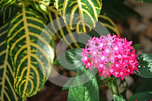 Ixora