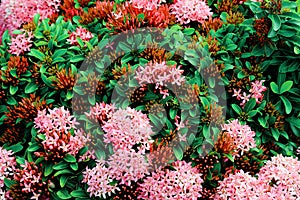 Ixora chinensis flower blooming, Jungle geranium, background, nature