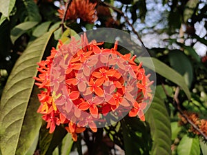 Ixora Chinensis flower, commonly known as Chinese Ixora, is a species of plant of the genus Ixora. photo