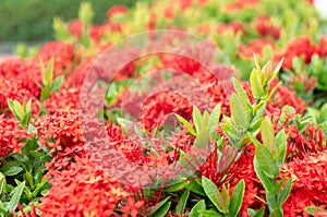 Ixora Chinensis flowers and green leaf