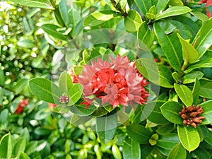 Ixora chinensis in prett bloom photo