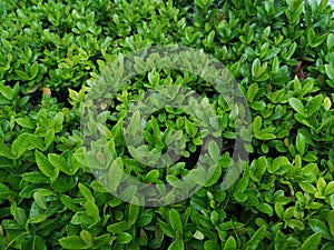 Ixora chinensis  Small leaves green bush tree texture nature background