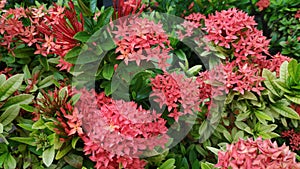 Ixora Chinensis or West Indian Jasmine or Ixora flower or Jungle geranium with fresh green leaves in the garden.