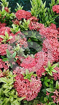 Ixora Chinensis or West Indian Jasmine or Ixora flower or Jungle geranium with fresh green leaves in the garden.
