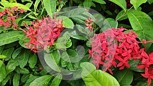 Ixora Chinensis or West Indian Jasmine or Ixora flower or Jungle geranium with fresh green leaves in the garden.