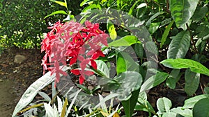 Ixora Chinensis or West Indian Jasmine or Ixora flower or Jungle geranium with fresh green leaves in the garden.