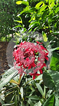 Ixora Chinensis or West Indian Jasmine or Ixora flower or Jungle geranium with fresh green leaves in the garden.