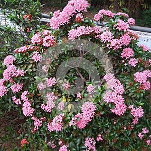 Ixora coccine in pink color
