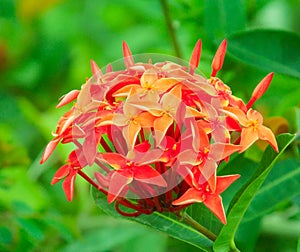 Ixora coccinea, Bright red indian ixora jasmine