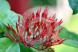 Ixora coccinea Buds