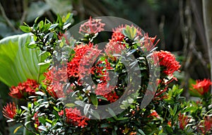 Ixora coccinea chethi flower