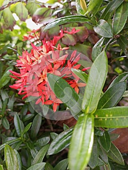 Ixora coccinea famili Rubiaceae