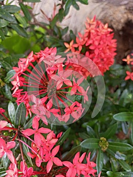 Ixora coccinea famili Rubiaceae