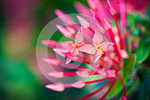Ixora Coccinea flower
