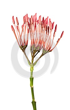 Ixora coccinea flower, Pink ixora isolated on white background