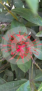 Ixora Coccinea Flowers Blooming on Green Leaves Background