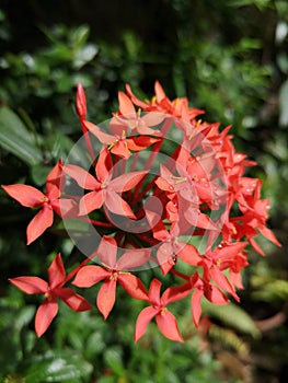 Ixora coccinea flowers on blurred background