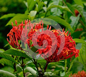 Ixora coccinea flowers at garden in Singapore