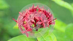 Ixora coccinea jungle geranium flame of the woods flower