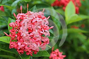Ixora Coccinea or Jungle Geranium Flower