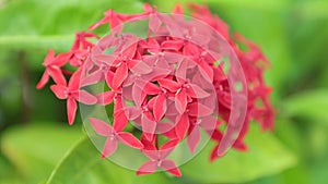 Ixora coccinea jungle geranium jungle flame flower