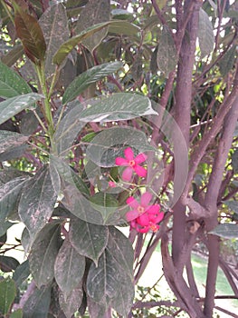 IXORA COCCINEA L. , Common name; Red IXORA, jungle geranium ;flame of woods