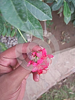 IXORA COCCINEA L. , Common name; Red IXORA, jungle geranium ;flame of woods