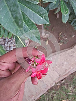 IXORA COCCINEA L. , Common name; Red IXORA, jungle geranium ;flame of woods