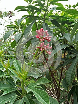 IXORA COCCINEA L. , Common name; Red IXORA, jungle geranium ;flame of woods