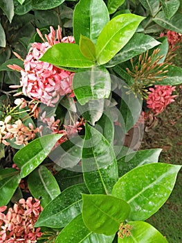 IXORA COCCINEA L. , Common name; Red IXORA, jungle geranium ;flame of woods