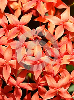 Ixora coccinea red orange coloured flowers closeup