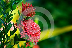 Ixora coccinea tropical flower Trinidad and Tobago gardening