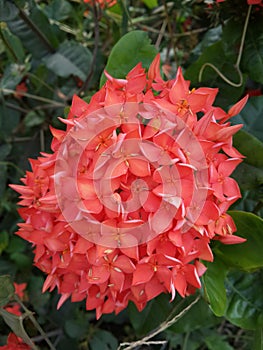 Ixora flower