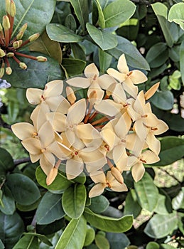 Ixora flower is commonly known as West Indian Jasmine