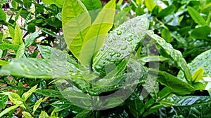 Ixora flower leaves are green and fresh after the rain