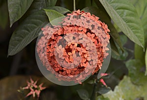 Ixora Flower