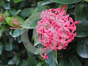 Ixora flower red colour