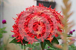 Ixora flower.