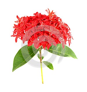 Ixora flower on white